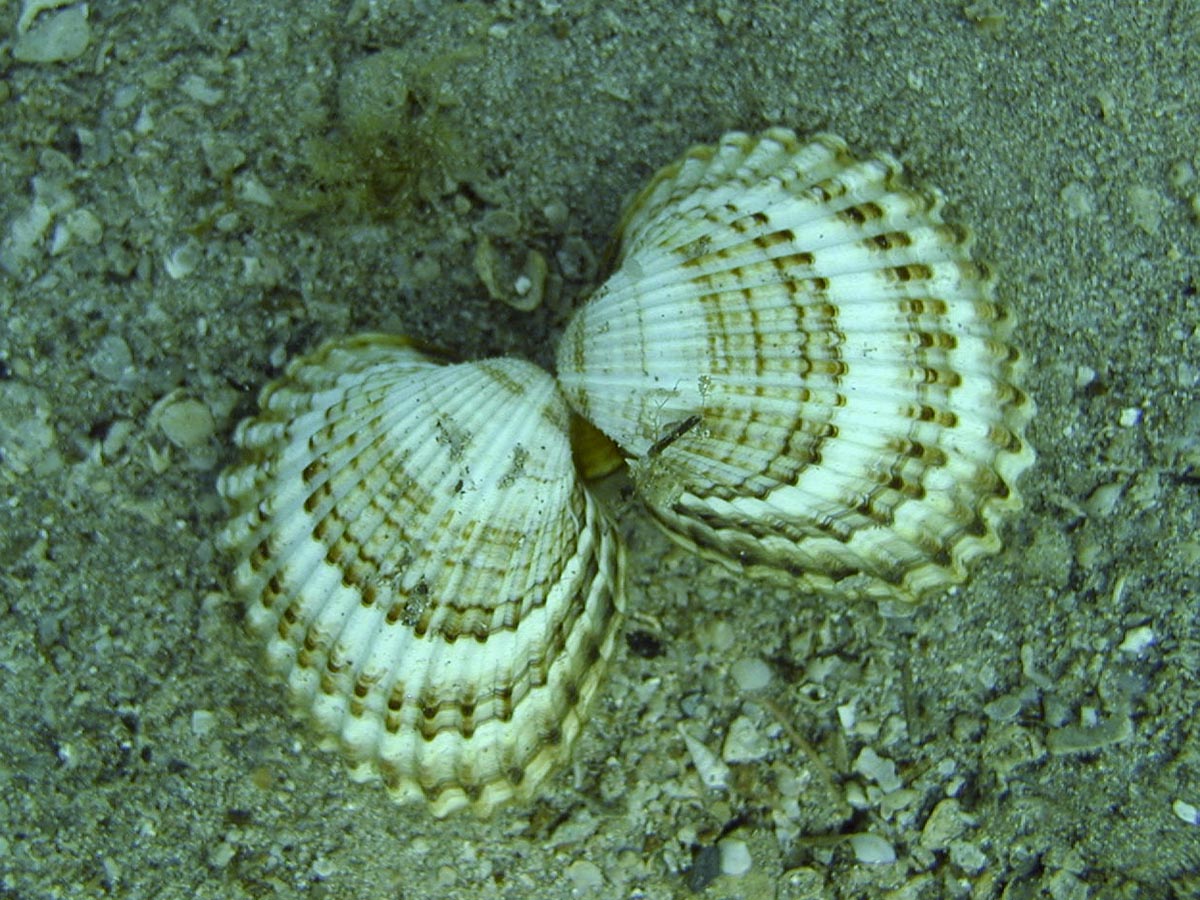 Acanthocardia tuberculata